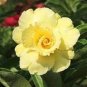 Adenium Yellow Desert Rose 2 PCS Seeds