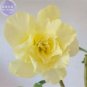 Adenium Yellow Desert Rose 2 PCS Seeds