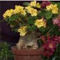Adenium Yellow Petals Dark Red Thick Stripe Flower 2 PCS Seeds
