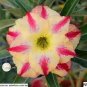 Adenium Yellow Petals Dark Red Thick Stripe Flower 2 PCS Seeds