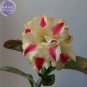 Adenium Yellow Petals Dark Red Thick Stripe Flower 2 PCS Seeds