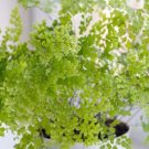 Adiantum Capillus Maidenhair Fern 100 PCS SeedS