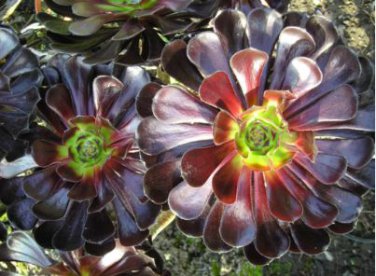 Aeonium 'Zwartkop' Seeds Black Master Succulent Plants Perennial 200 PCS Seeds
