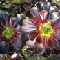 Aeonium 'Zwartkop' Seeds Black Master Succulent Plants Perennial 200 PCS Seeds