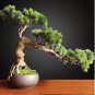 Adonis Aestivalis Bonsai Rare Flower Bonsai Potted Bonsai 50 PCS Seeds