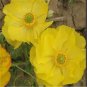 Adonis Aestivalis Bonsai Rare Flower Bonsai Potted Bonsai 50 PCS Seeds