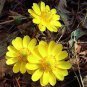 Adonis Aestivalis Bonsai Rare Flower Bonsai Potted Bonsai 50 PCS Seeds