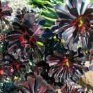 Aeonium arboreum 'Zwartkop' Bonsai Succulents Plants Black mage 100 PCS Seeds