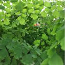 Adiantum Capillus Maidenhair Fern 100 PCS Seeds