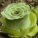 Aeonium Aureum Seeds, 'Green Rose Buds' Succulents 10 PCS Seeds