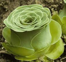 Aeonium Aureum Seeds, 'Green Rose Buds' Succulents 10 PCS Seeds
