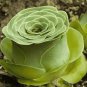 Aeonium Aureum Seeds, 'Green Rose Buds' Succulents 10 PCS Seeds