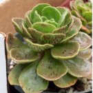Aeonium smithii Succulent Plant Seeds Smith’s Giant Houseleek 100 PCS Seeds Aeonium smithii Succulent Plant Seeds Smith’s Giant Houseleek 100 PCS Seeds