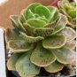 Aeonium smithii Succulent Plant Seeds Smith’s Giant Houseleek 100 PCS Seeds