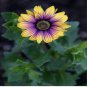 African Blue Eyed Daisy Flower Bonsai Osteospermum Flower 100 PCS Seeds