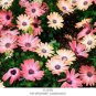 African Blue Eyed Daisy Flower Bonsai Osteospermum Flower 100 PCS Seeds