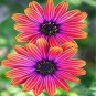 African Blue Eyed Daisy Flower Bonsai Osteospermum Flower 100 PCS Seeds