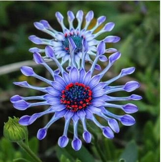 African Blue Eyed Daisy Flower Osteospermum 100 PCS Seeds