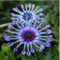 African Blue Eyed Daisy Flower Osteospermum 100 PCS Seeds