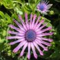 African Blue Eyed Daisy Flower Osteospermum 100 PCS Seeds