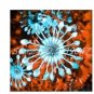 African Blue Eyed Daisy Flower Osteospermum 100 PCS Seeds