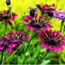 African Blue Eyed Daisy Flower Osteospermum Purple-Rose Red-White Flowers 100 PCS Seeds