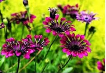 African Blue Eyed Daisy Flower Osteospermum Purple-Rose Red-White Flowers 100 PCS Seeds