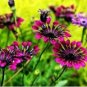 African Blue Eyed Daisy Flower Osteospermum Purple-Rose Red-White Flowers 100 PCS Seeds