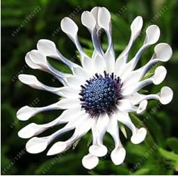 African Blue Eyed Daisy Plant Easy Grow Osteospermum bonsais 100 PCS Seeds
