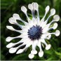 African Blue Eyed Daisy Plant Easy Grow Osteospermum bonsais 100 PCS Seeds