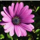 African Blue Eyed Daisy Plantas Osteospermum Plants 100 PCS Seeds