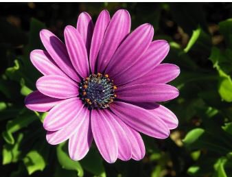 African Blue Eyed Daisy Plantas Osteospermum Plants 100 PCS Seeds