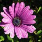 African Blue Eyed Daisy Plantas Osteospermum Plants 100 PCS Seeds