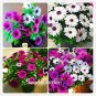 African Blue Eyed Daisy Plantas Osteospermum Plants 100 PCS Seeds
