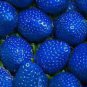 African Blue Strawberry 100 PCS Seeds