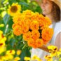 African Marigold Flowers Orangish Yellow Color 200 PCS Seeds