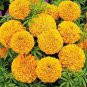 African Marigold Flowers Orangish Yellow Color 200 PCS Seeds