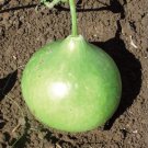 African Bushel Basket Groud Lagenaria siceraria 10 PCS Seeds
