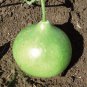 African Bushel Basket Groud Lagenaria siceraria 10 PCS Seeds