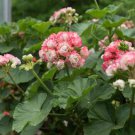African Rose Geranium Plant, Bonsai Garden Pelargonium Light Pink Ball Flower 100 PCS Seeds