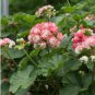 African Rose Geranium Plant, Bonsai Garden Pelargonium Light Pink Ball Flower 100 PCS Seeds