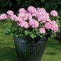 African Rose Geranium Plant, Bonsai Garden Pelargonium Light Pink Ball Flower 100 PCS Seeds