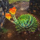 African Spiral Aloe 5 PCS Seeds