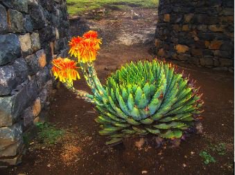 African Spiral Aloe 5 PCS Seeds