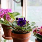 African violet garden flowers seeds Violet 200 PCS Seeds African violet garden flowers seeds Violet 200 PCS Seeds