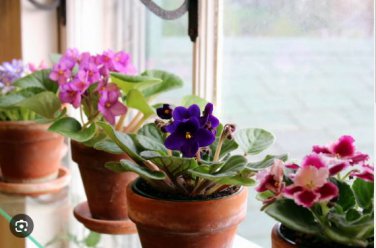 African violet garden flowers seeds Violet 200 PCS Seeds