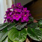 African Violet Mixed 5 Varieties Saintpaulia ionantha 50 PCS Seeds African Violet Mixed 5 Varieties Saintpaulia ionantha 50 PCS Seeds
