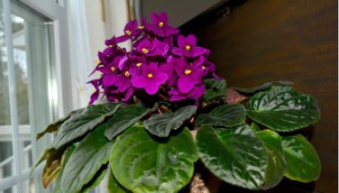 African Violet Mixed 5 Varieties Saintpaulia ionantha 50 PCS Seeds