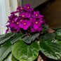 African Violet Mixed 5 Varieties Saintpaulia ionantha 50 PCS Seeds