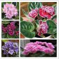 African Violet Mixed 5 Varieties Saintpaulia ionantha 50 PCS Seeds